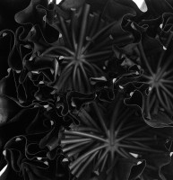4658.260909.194007_blackflower_mh29_3